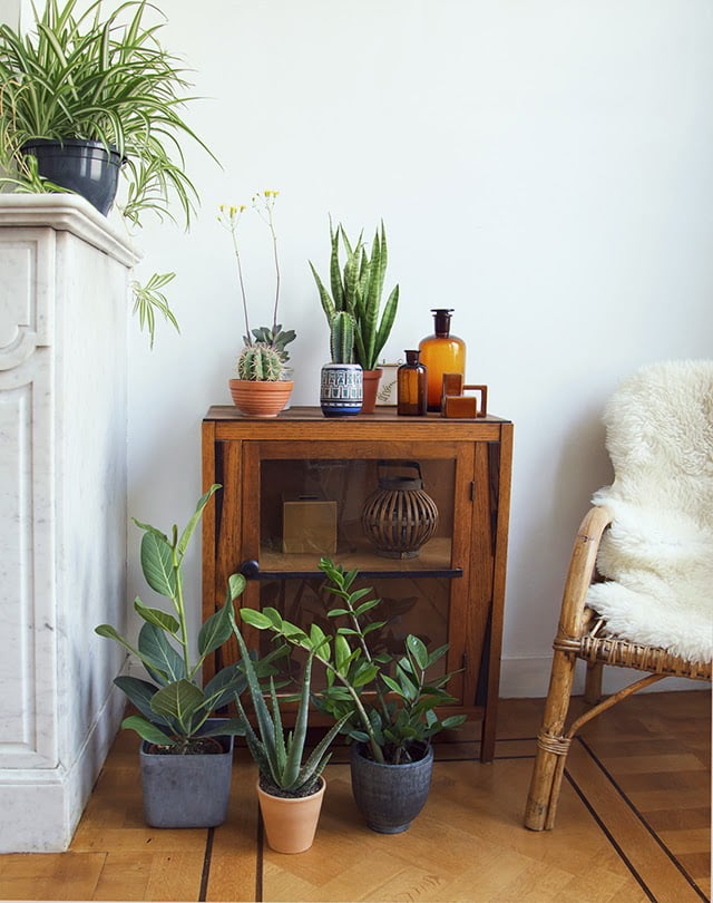 Interior plants