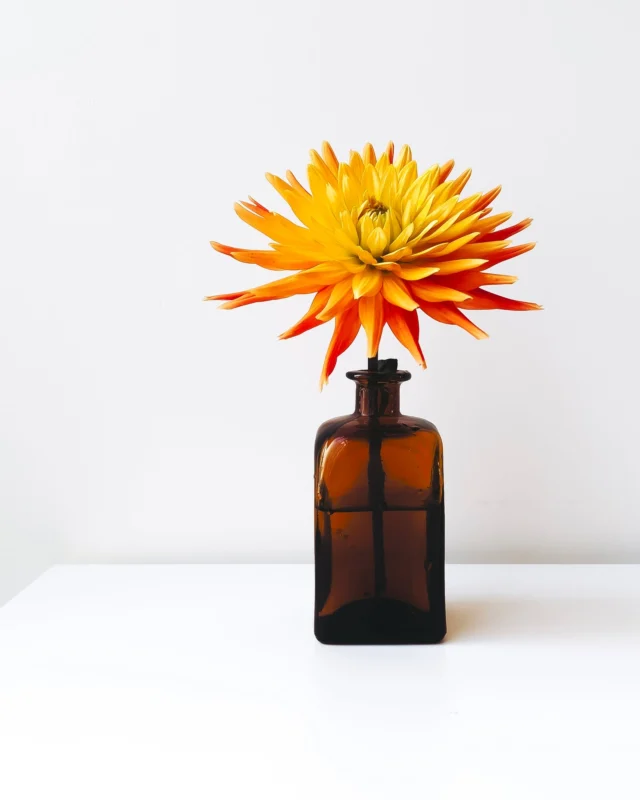 Orange crush 🧡
.
.
.
.
#goodbyesummer #petalsandprops #aseasonalshift #nothingisordinary #embracingtheseasons #botanicaldreamers #momentsofmine #astilllifestyle #inspiredbypetals #stillifephotograpy #curated_nature #myfloraldays #byarrangement #simpleandstill #underthefloralspell #floralstories #slowsimpleseasonal #searchwandercollect #minimalmood