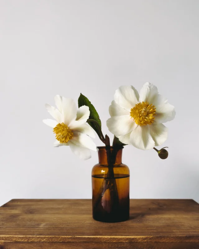 New beginnings ✨It’s been a while 😅 We’ve just moved house and are still in the process of renovating. Hope to be here more often, I need to catch up with all of you. I will share more with you soon, have a lovely evening!
.
.
.#peony #embrasingtheseasons #seasonspoetry #inspiredbypetals #myfloraldays